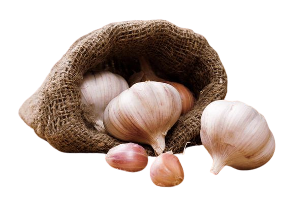 Подзимний чеснок - секреты посадки